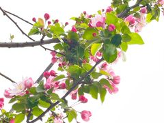 -海棠花溪(元大都城垣遗址公园)