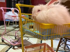 -猫色咖啡·猫咖