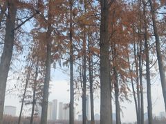 -艾溪湖湿地公园