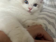-猫大福·Fortune Cat猫舍(百子湾店)
