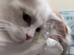 -瑞派康怡24h宠物医院·犬猫医疗中心·微创绝育(瑞景分院)
