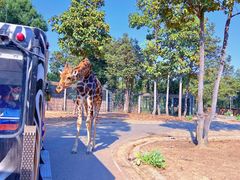 -清迈夜间动物园