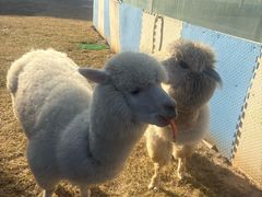 -廊坊固安福朋喜来登酒店