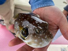 -小猫钓鱼海钓俱乐部(椰梦长廊店)