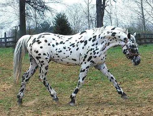 "名马赏析"文体全能的斑点马