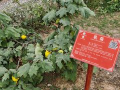 -广西壮族自治区药用植物园