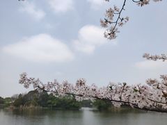 -新江湾城公园