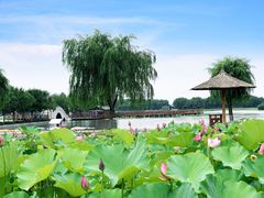 -白洋淀景区