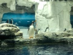 -华夏文旅海洋公园