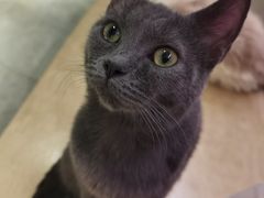 -more than meow吴止猫主题餐厅(承德 中船汇店)