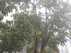 -苏州香山国际大酒店大堂吧·西餐厅