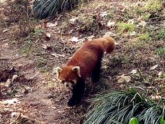 -成都大熊猫繁育研究基地