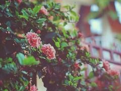 -碓臼峪自然风景区