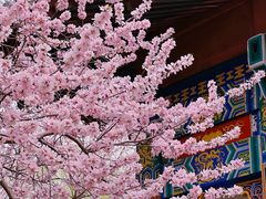 -桃花堤公园