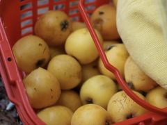 -塘栖枇杷特色园区