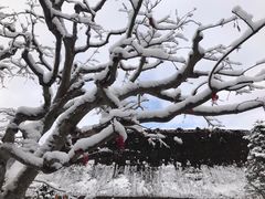 -白川乡与五箇山的合掌构造村落