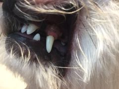 -PETKIT 小佩宠物·低压洗护·美容·寄养(安远店)