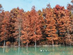 -上海海湾国家森林公园