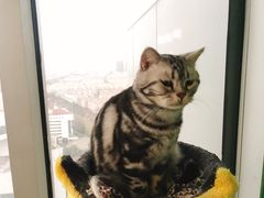 -喵店&猫咖