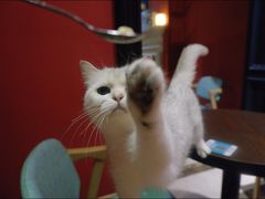 -猫色咖啡·猫咖
