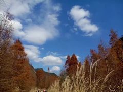 -小芝红树林