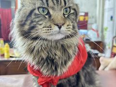 -瑞派宠物医院·犬猫全科·猫友好(宾水西道店)