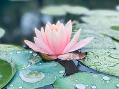 -曼听御花园
