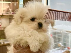 -翊宠yipet猫狗购宠庄园犬舍•猫舍