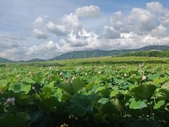 -光明小镇欢乐田园