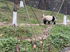 -都江堰中华大熊猫苑