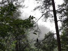 -綦江古剑山