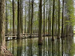 -渌洋湖湿地公园