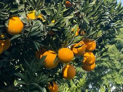 -三圣花乡旅游区