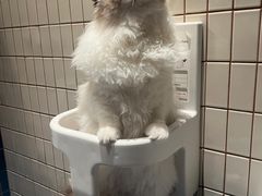 -暖阳宠物医院·犬猫康复中心·骨科