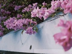 -深圳仙湖植物园