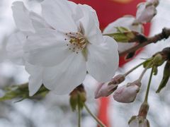 -龙华寺