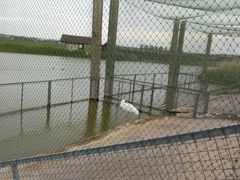 -盐城丹顶鹤湿地生态旅游区