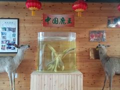 -北京鹿世界主题园