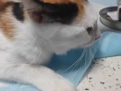 -半岛宠物医院24小时(白果林店)