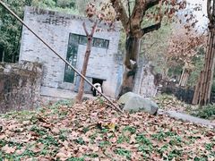 -都江堰中华大熊猫苑