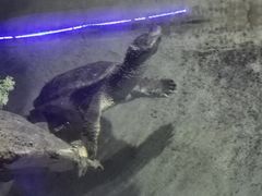 -东方巨龟苑景区