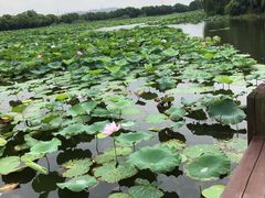 -荷塘月色湿地公园·向阳花洲
