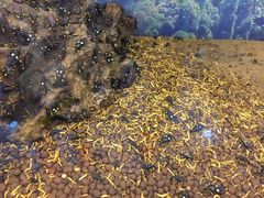 -上海大自然野生昆虫馆