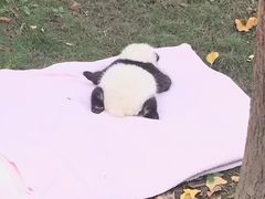 -成都大熊猫繁育研究基地