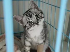 -瑞鹏宠物医院·骨科·猫科·内科(第一中心)