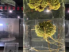 -广东中医药博物馆