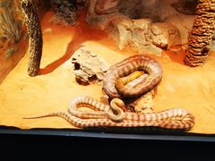 -费瑟代尔野生动物园