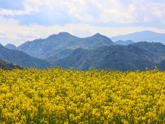 -桑洲油菜花景区