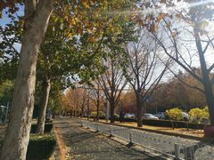 -三里屯东五街银杏大道