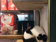 -猫咪博物馆(顶澳仔猫街店)